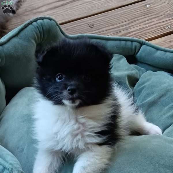 Cookies n Cream, Pomeranian Puppy